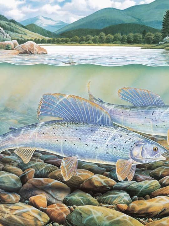 Montana Grayling - Anteckningskort för wholesale av Frame of Mind