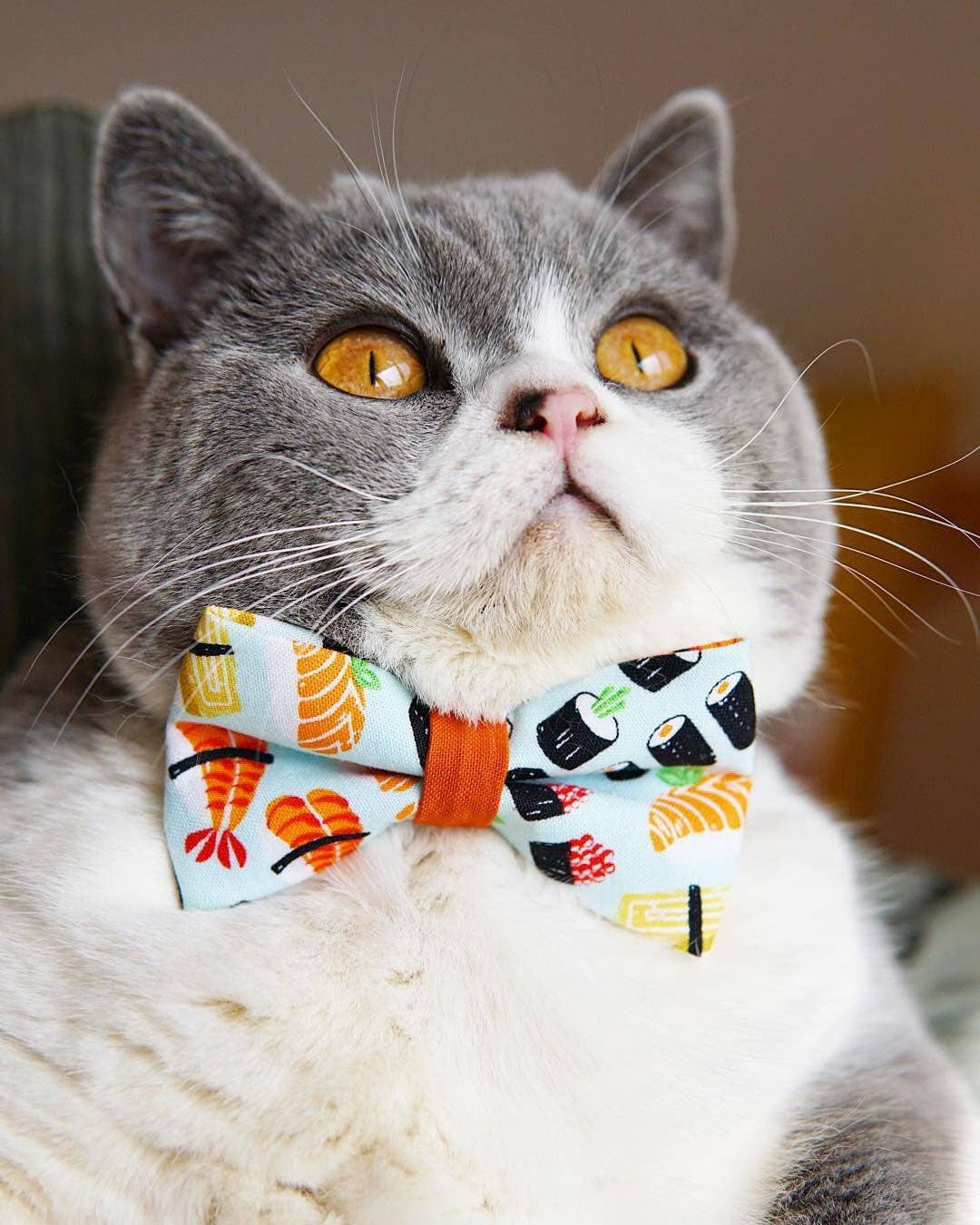 Made By Cleo - Wholesale Pet Collar - Cat - "Sushi Date" - Sushi Cat Collar9