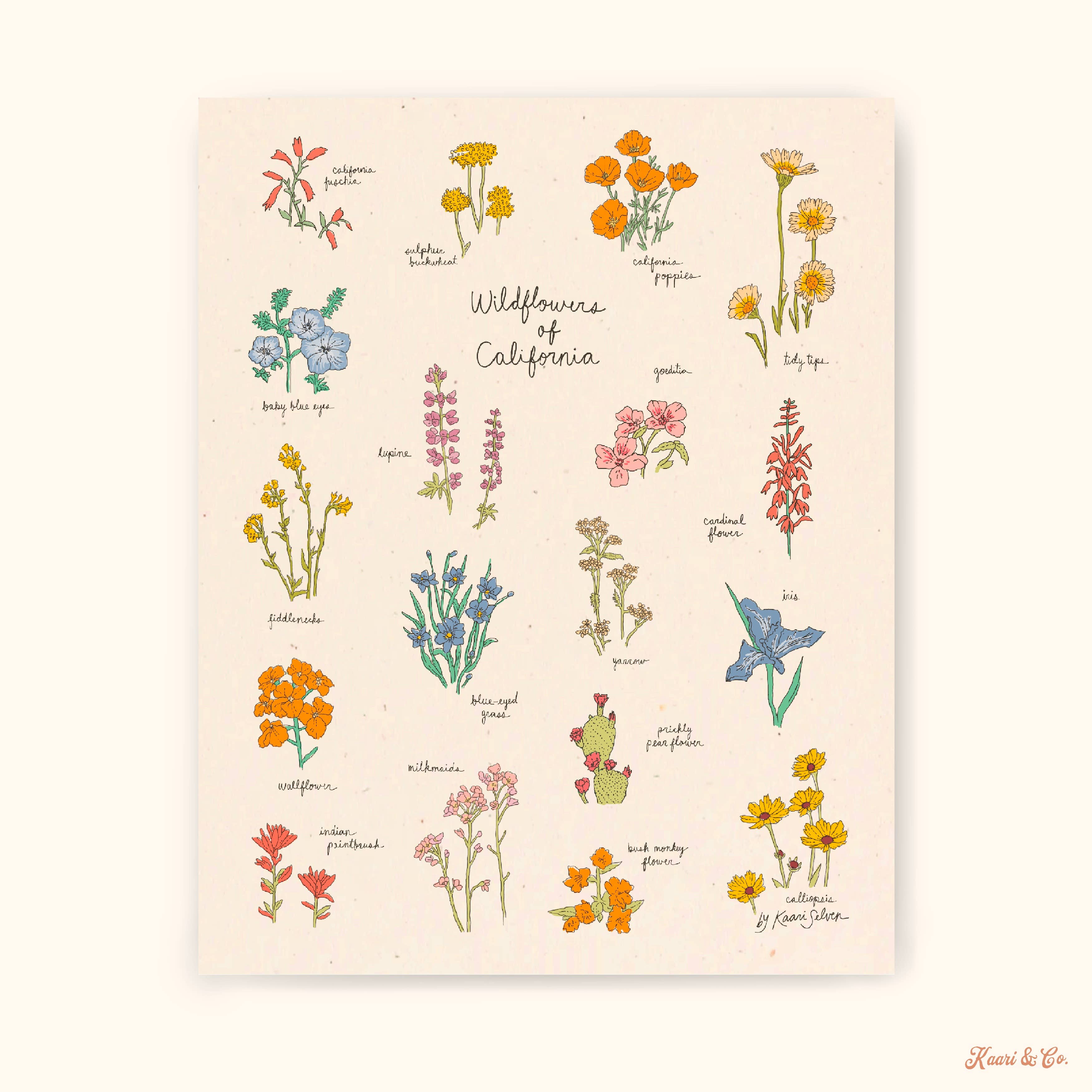Kaari & Co. - Wholesale Art Print - Wildflowers of California Art Print - Hush Poppy Collection1