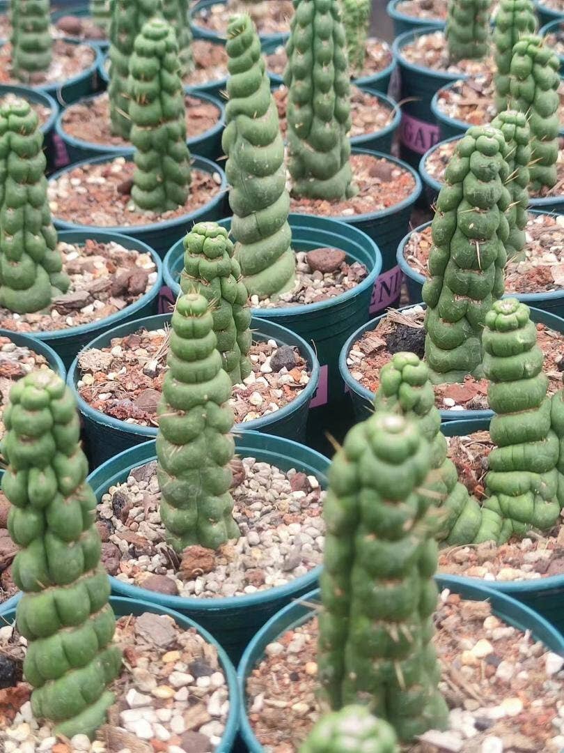 Grow Margo - Wholesale Live Plant - Rare Live Cactus  - Eulychnia Castanea Spiralis - Twisted Ra5