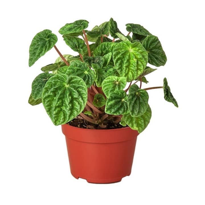 PEPEROMIA CAPERATA RIPPLE 4-inch for wholesale by House Plant Wholesale
