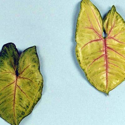 Syngonium Pink Allusion for wholesale by Dick's Sticks and Exotics