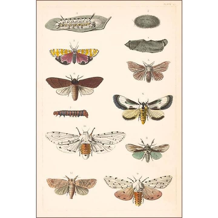 Art Print IS-32 Varieties of Moth for wholesale by Found Image Press
