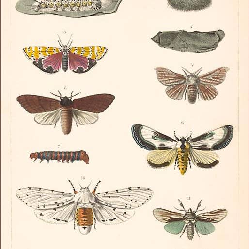Kunstdruk IS-32 Variëteiten van Motten voor wholesale door Found Image Press