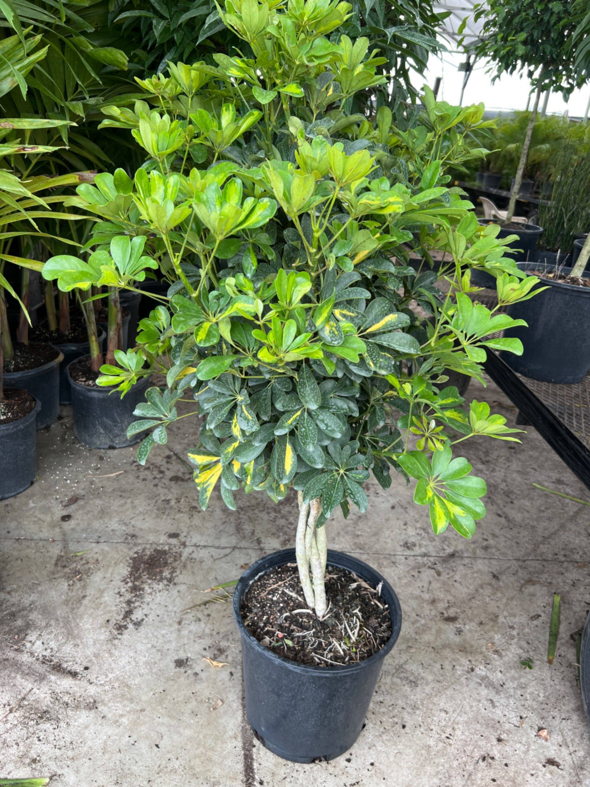 Triad Plants - Wholesale Live Plant - 14" Schefflera Arboricola Braid Gold Capella0