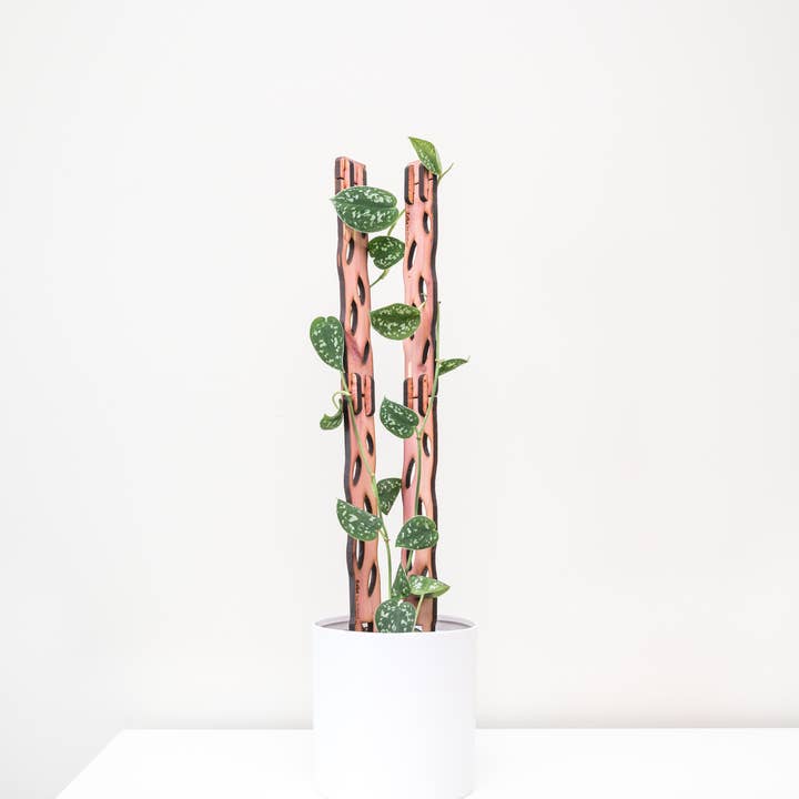 Treleaf - Wholesale Trellis - Zella - Wooden Extendable Plant Support3