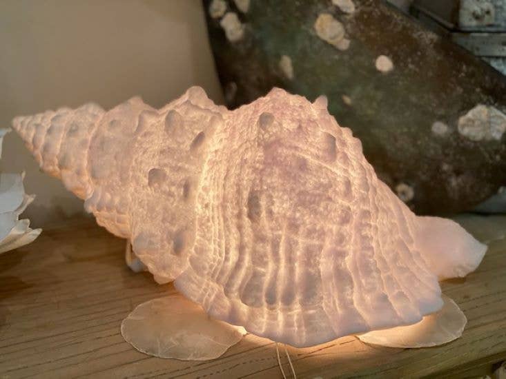 The Light Garden Collection - Wholesale Accent/Desk Lamp - Shell Lamp 26x15x10"0