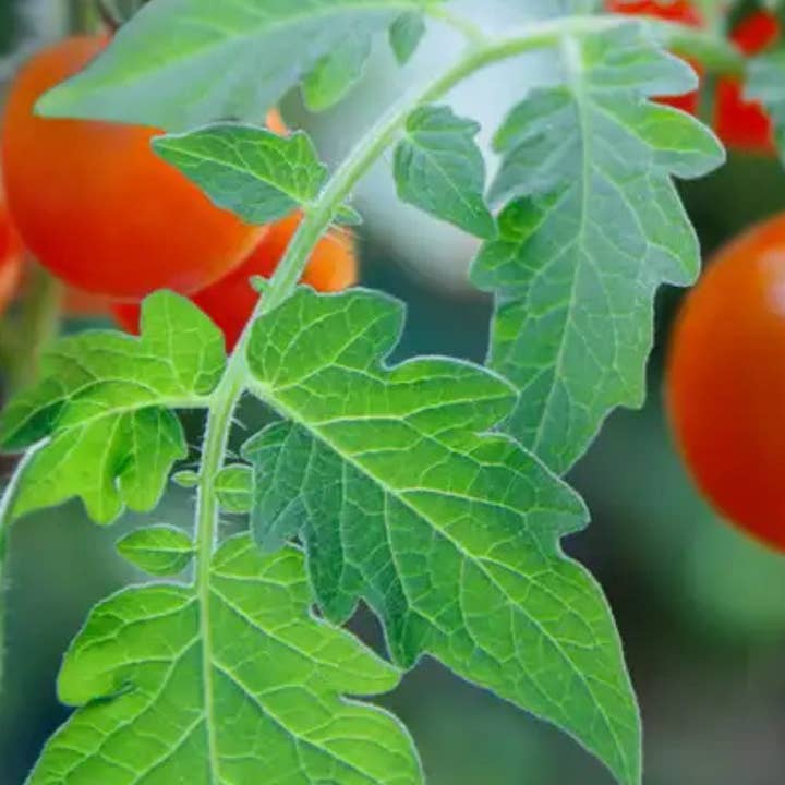 Bode+Ev - Wholesale Jar/Filled Candle - Tomato Leaf | Fresh Green Garden Soy Candle + Room Spray2