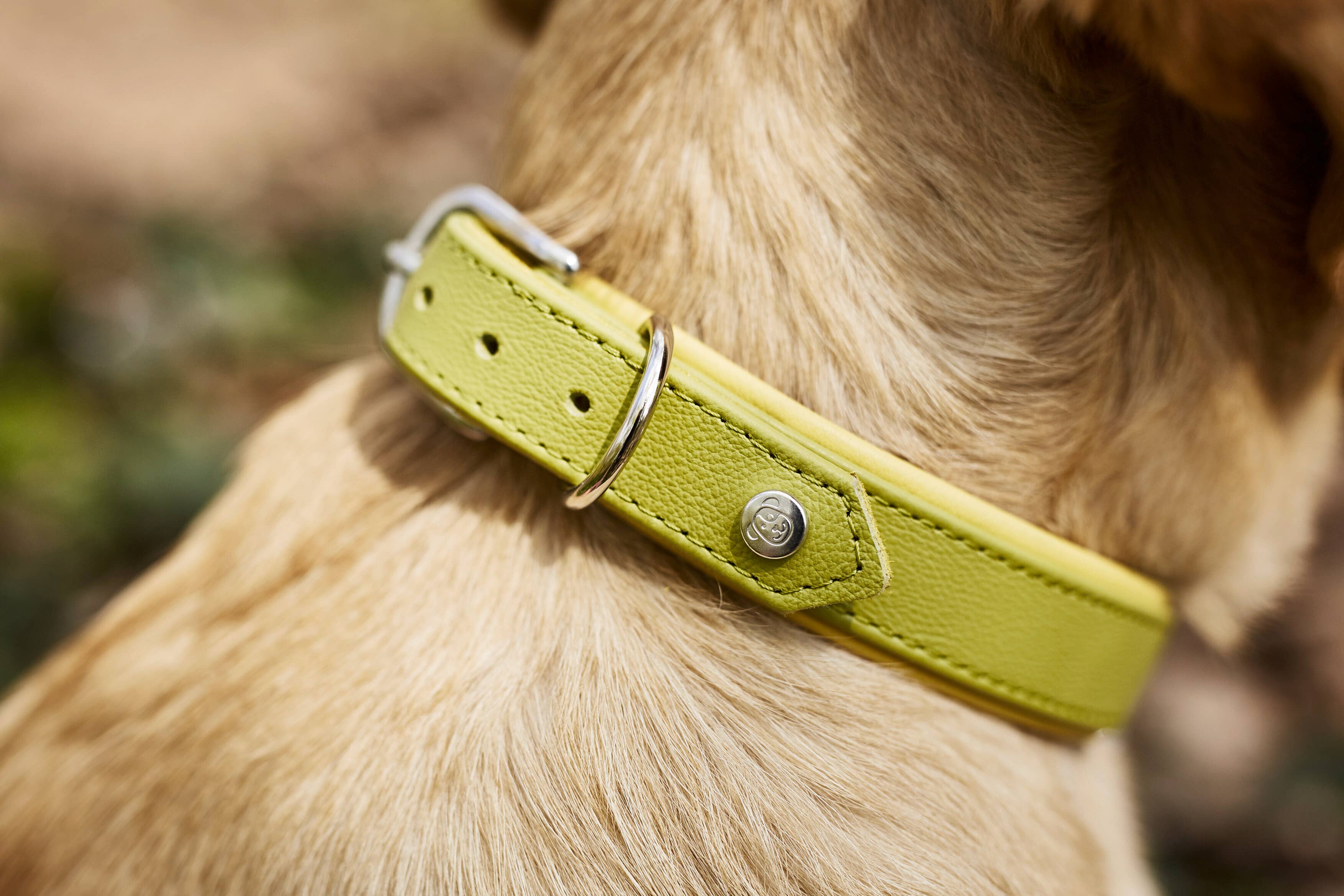 LABONI - Volentis GmbH - Wholesale Pet Collar - Dog - AMICI dog collar15