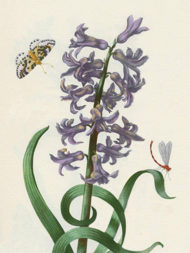 Postcard Common Garden Hyacinth (111433) for wholesale by The Knowledge of Things by Catch Publishing