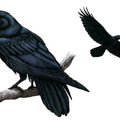 Feather Tribe – Engroshandel Hårnål – Ravnefjer Hårpind