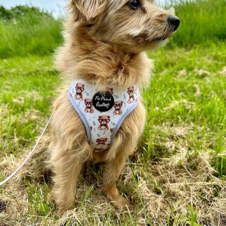Pet Pooch Boutique - Wholesale Pet harness – Dog - Rusty Bear Puppy Dog Harness 6