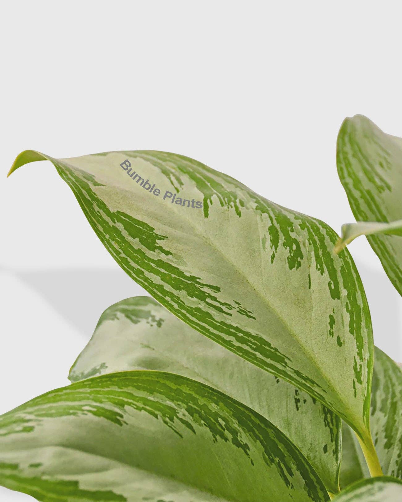 Bumble Plants - Wholesale Live Plant - Aglaonema Chinese Evergreen 'Silver Bay'1
