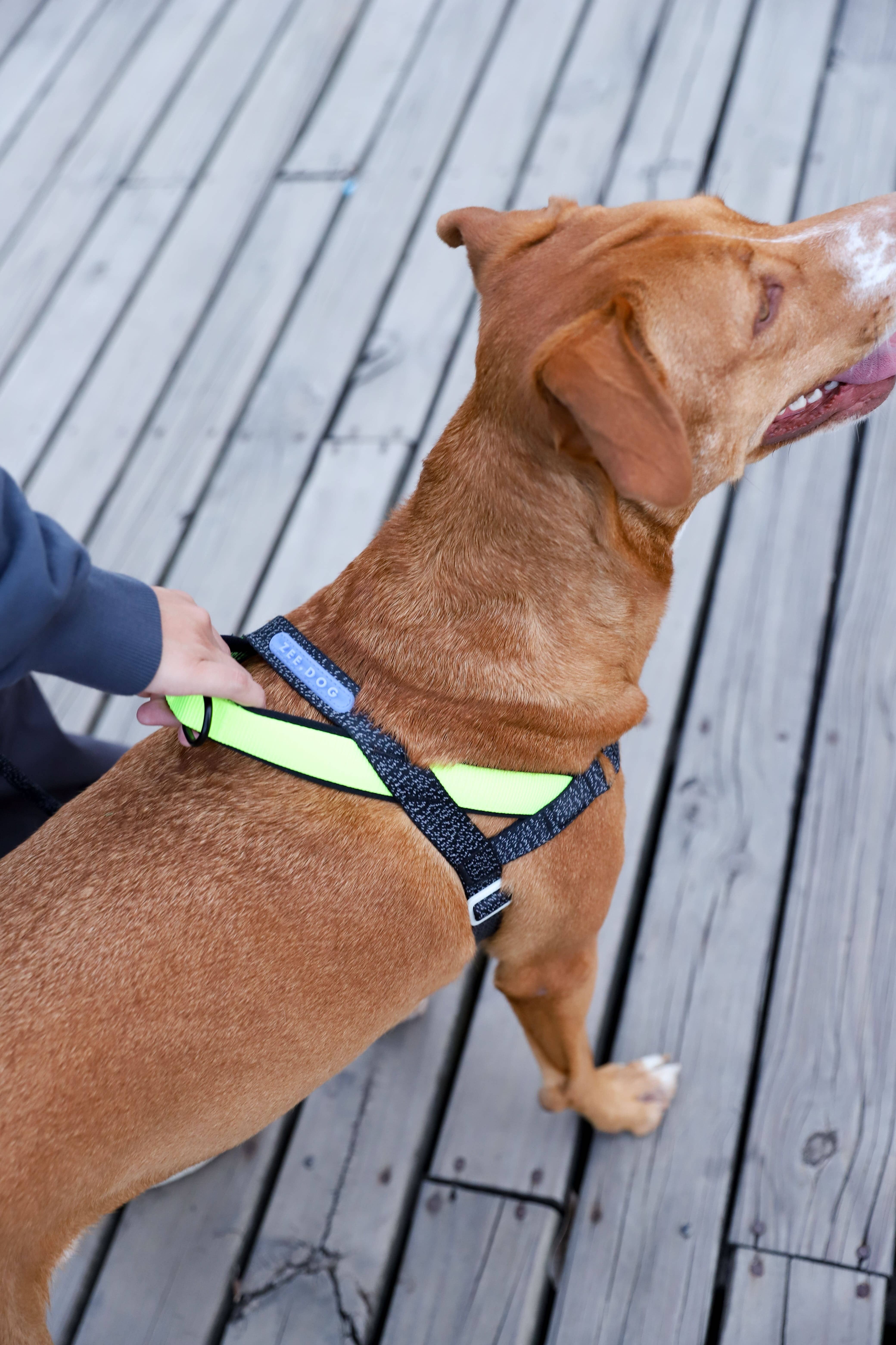 Hundog - Official zee.dog distributor - Vente Laisse – chien - Harnais Norvégien Softer-Walk NOX - avec détails réfléchissants1