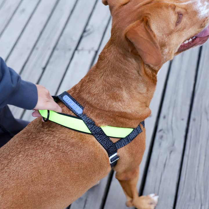 Hundog - Official zee.dog distributor - Vente Laisse – chien - Harnais Norvégien Softer-Walk NOX - avec détails réfléchissants1