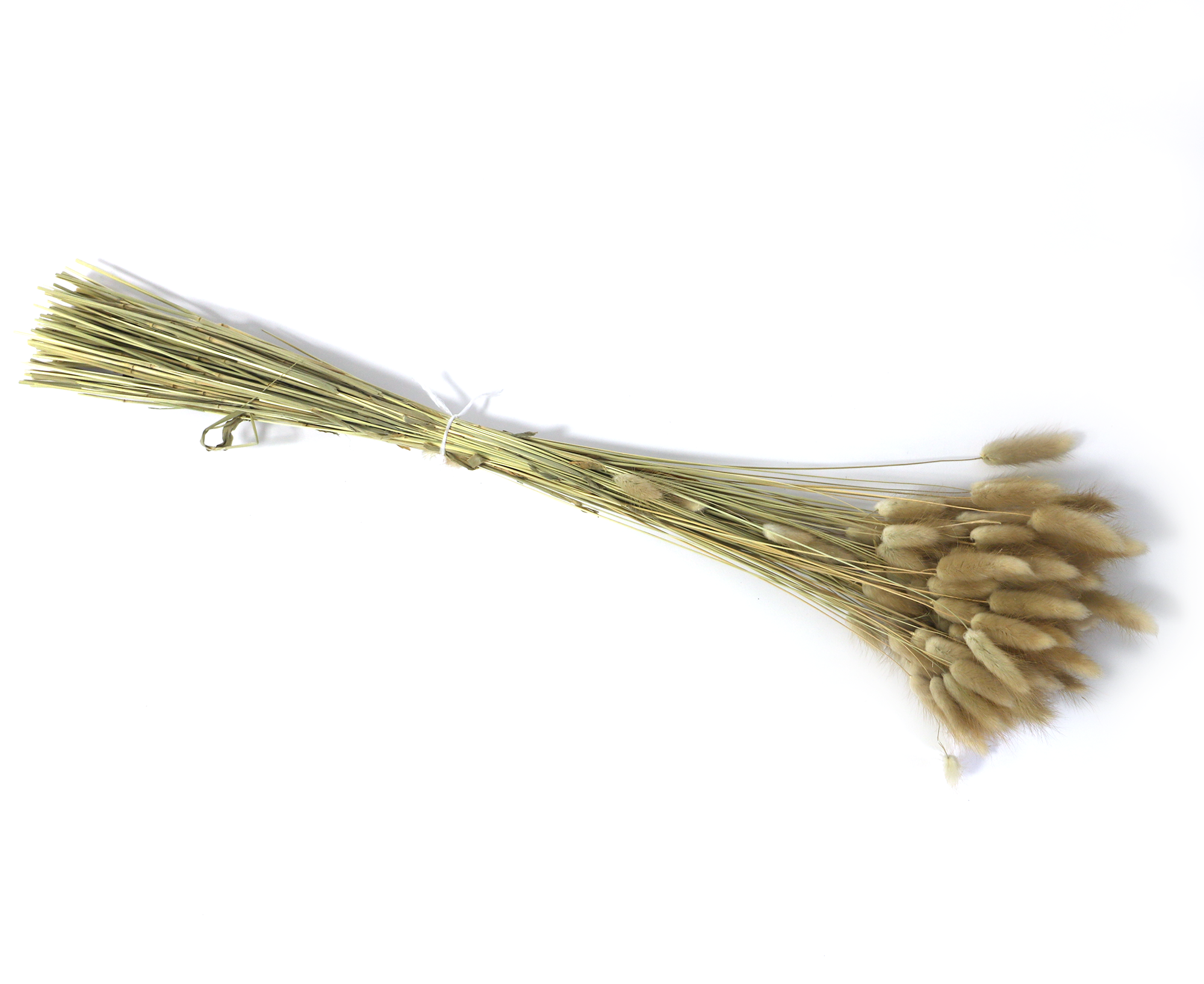 Kunstharz.Art – wholesale Dried/pressed flowers – Dried Flower Bouquet as Gift and Home Decoration Bunny Tails - Boho Style - Lagurus7