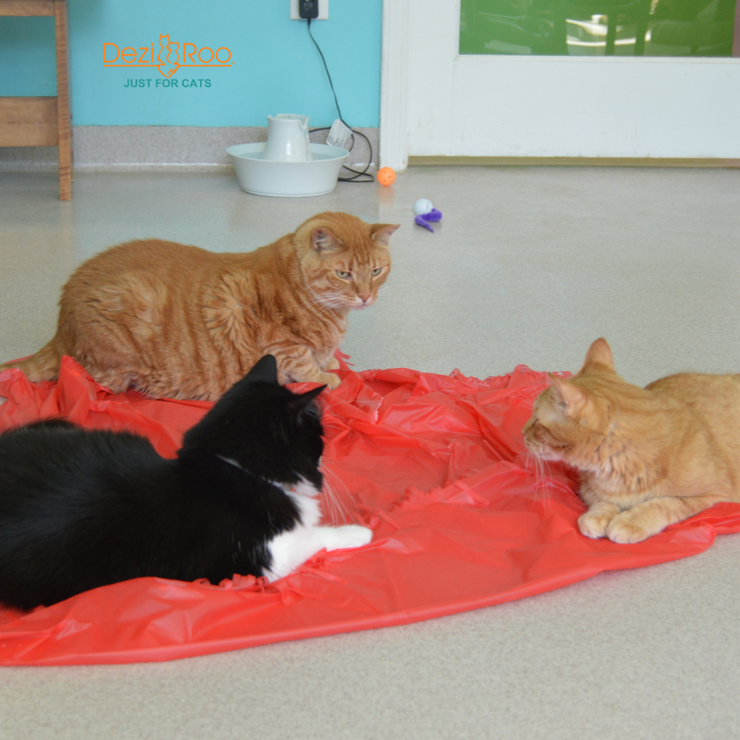 Dezi & Roo - Wholesale Pet Toy - Cat - Magic Carpet - Play Tent for Cats5