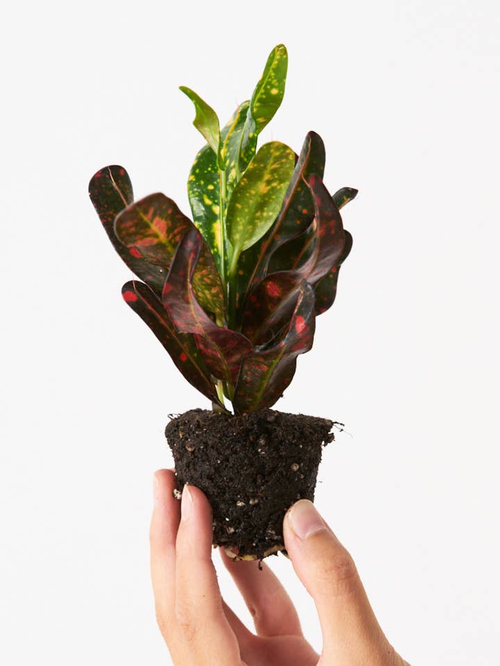 Kroton Röd Banan för wholesale av Miniplanta