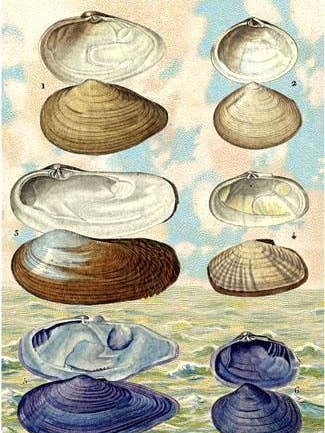 P106 Seaside Postcards - Clams for wholesale by Cartolina Cards Inc.