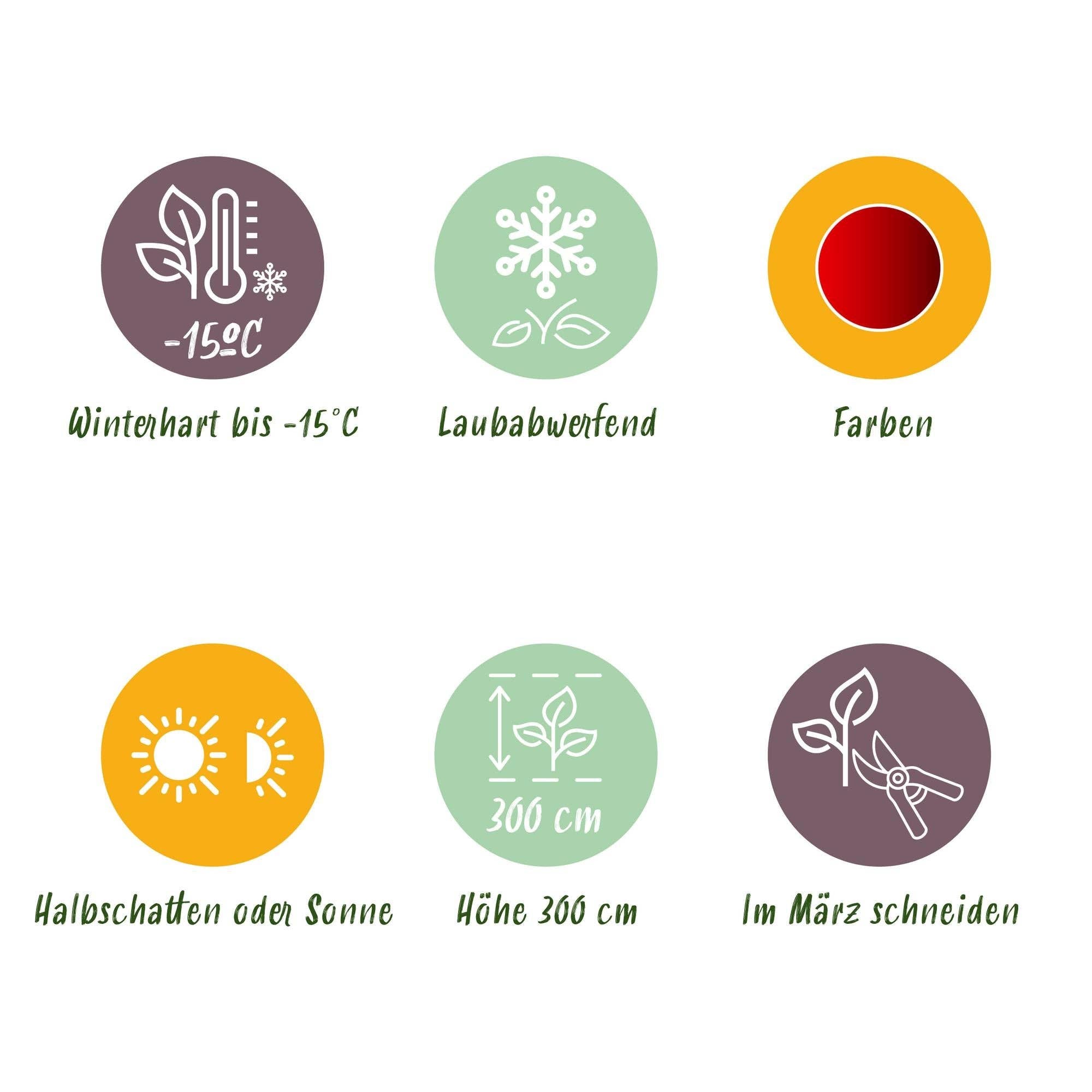 Oasis of Life - Wholesale Live Plant - Japanese Maple Acer palmatum 'Sumi-nagashi' – Red Ornamental Maple – Balcony & Terrace Plant – Ø19 cm – Approximately 70 cm tall – Elegant fan maple with glossy dark red foliage5