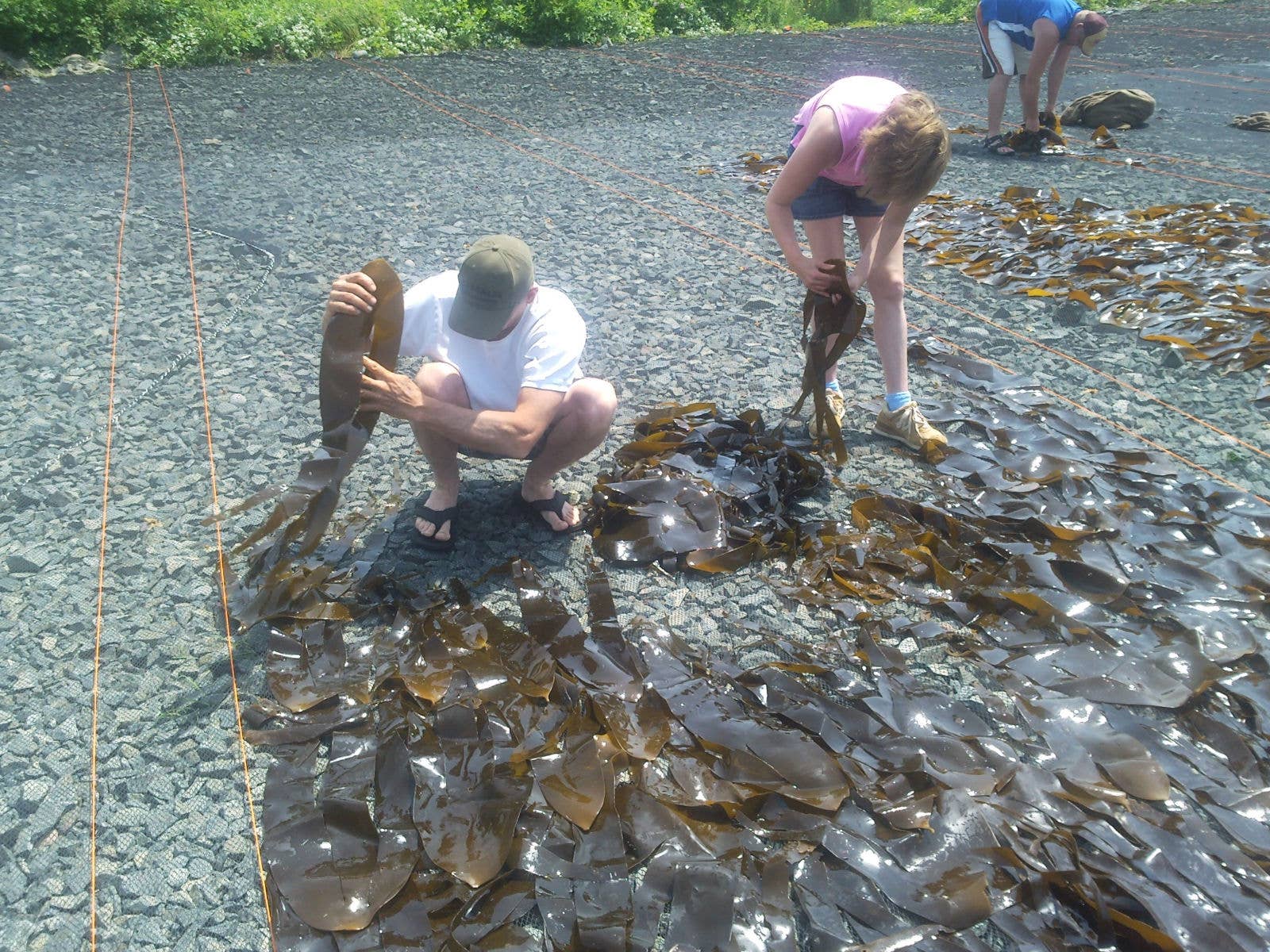 Aqua Veggies (Canada Shop) - Wholesale Dried/Dehydrated Vegetables - Organic Whole Leaf Kombu (1oz)3