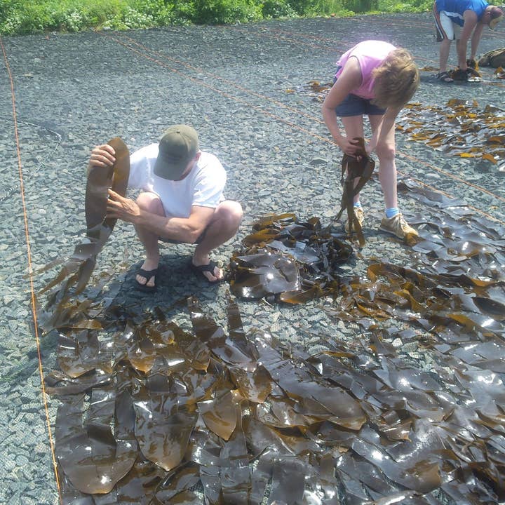 Aqua Veggies (Canada Shop) - Wholesale Dried/dehydrated vegetables - Organic Whole Leaf Kombu (1oz)3