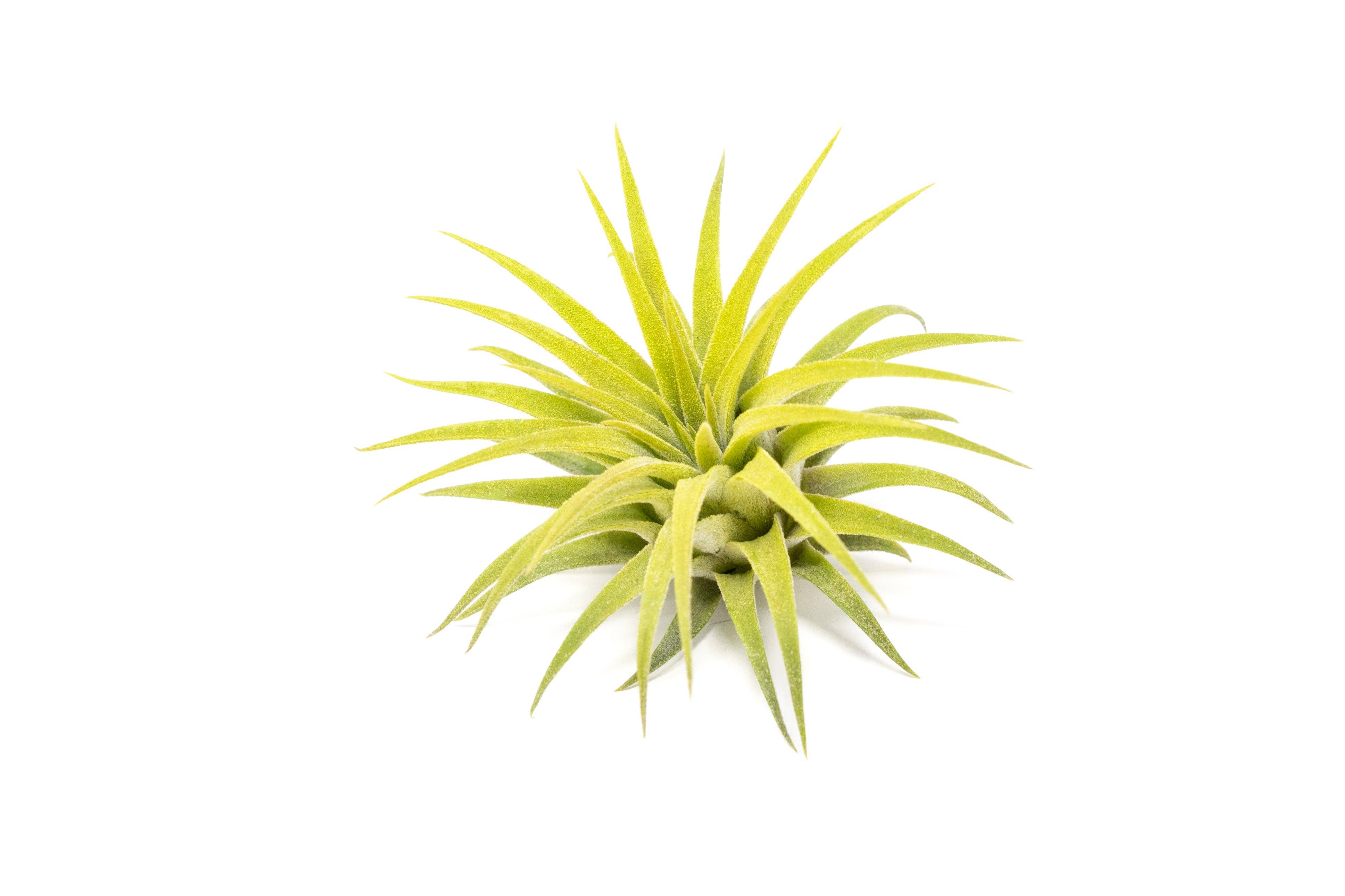 Air Plant Shop - Wholesale Live Plant - Color Enhanced Tillandsia Ionantha Rubra Air Plants36