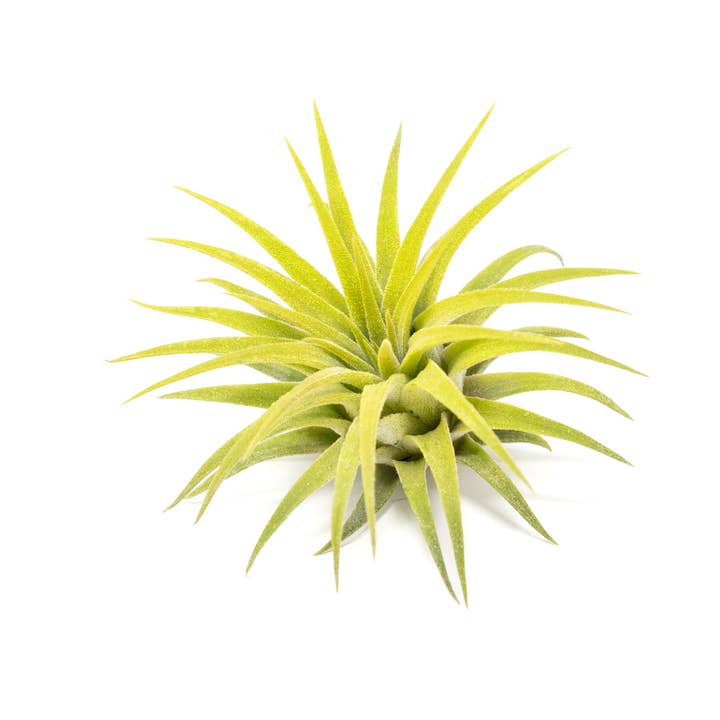 Air Plant Shop - Wholesale Live Plant - Color Enhanced Tillandsia Ionantha Rubra Air Plants36