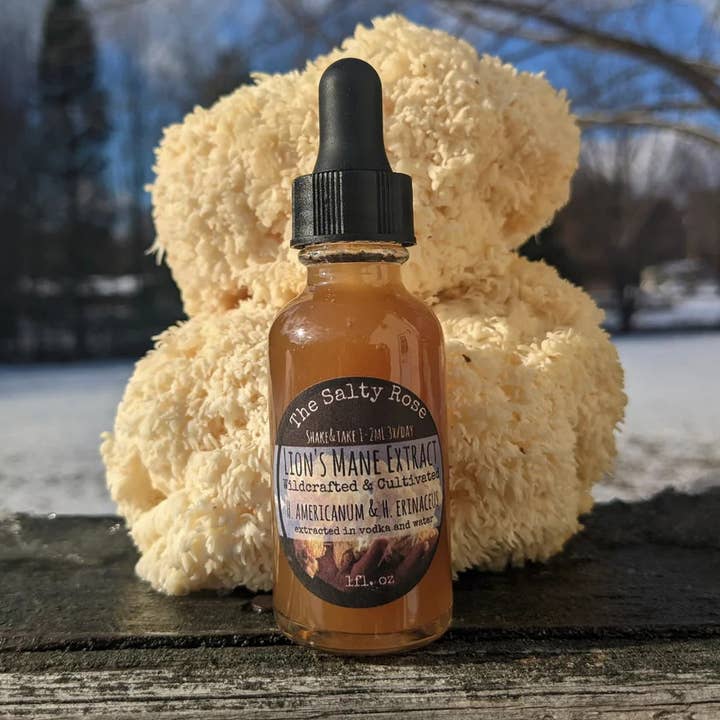 Lions Mähne-Pilz-Tinktur für den Großhandel von The Salty Rose