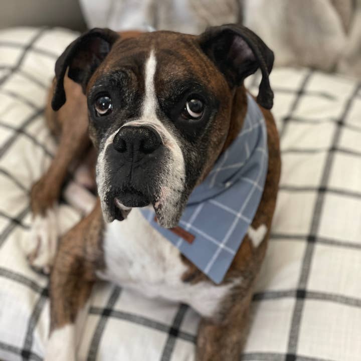 Cuddl - Wholesale Pet Bandana - Dog - Powder Blue Windowpane Dog Bandana3