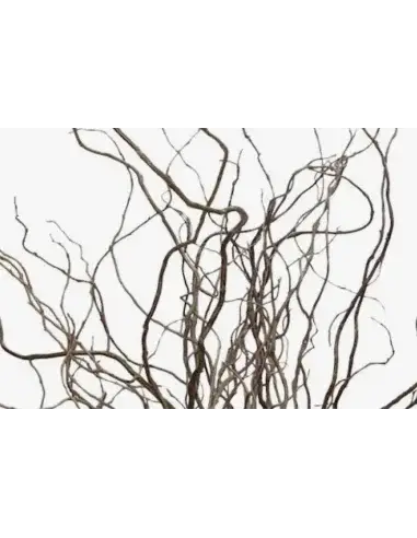 Florasource - Wholesale Fresh Cut Flowers - Curly Willow TIPS 150 stems BULK BOX4