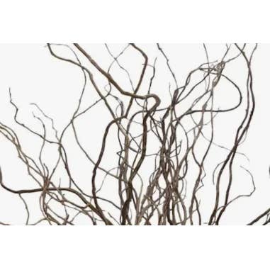 Florasource - Wholesale Fresh Cut Flowers - Curly Willow TIPS 150 stems BULK BOX4