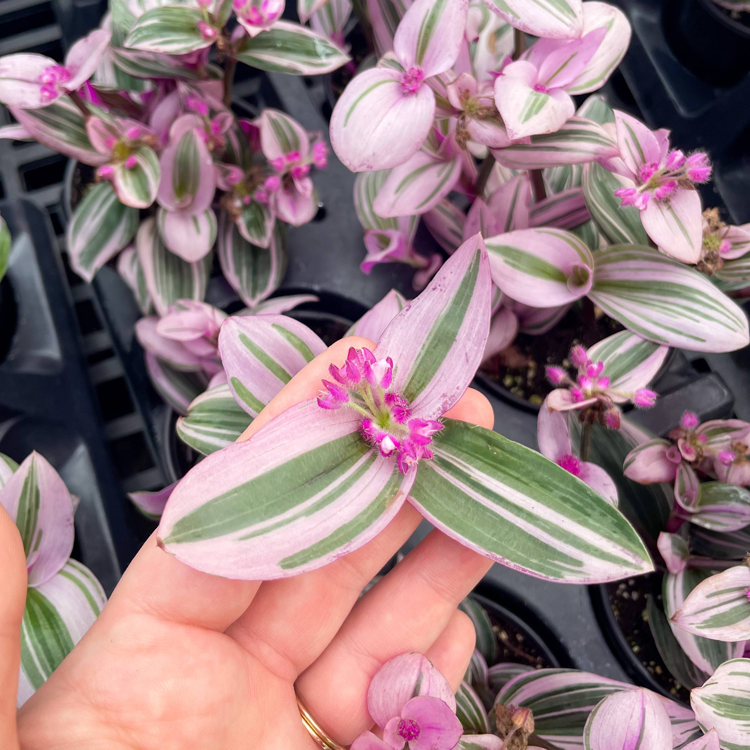 Thorsen's Greenhouse - Wholesale Live Plant - Tradescantia Nanouk - Live Plant3