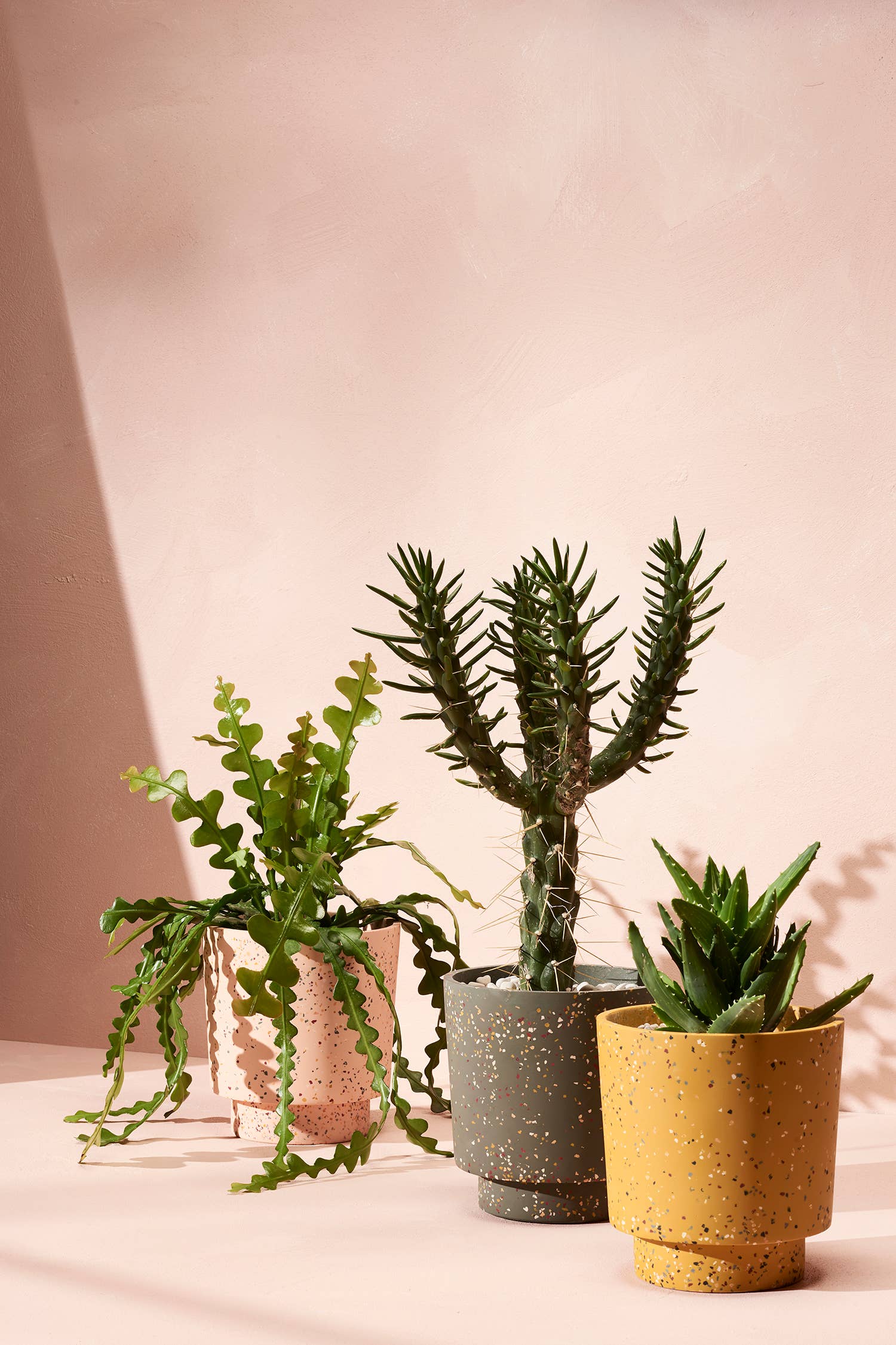 Capra Designs - Venta al por mayor Macetas - Terrazo Banjo Maceta - Agave Terrazzo