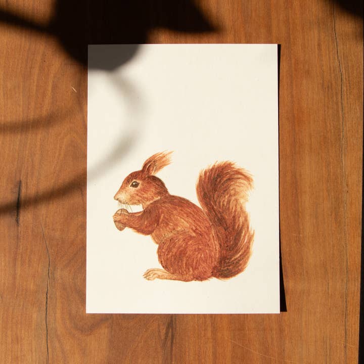 Postkort Dyr - Egern for engroshandel hos erd.apfel