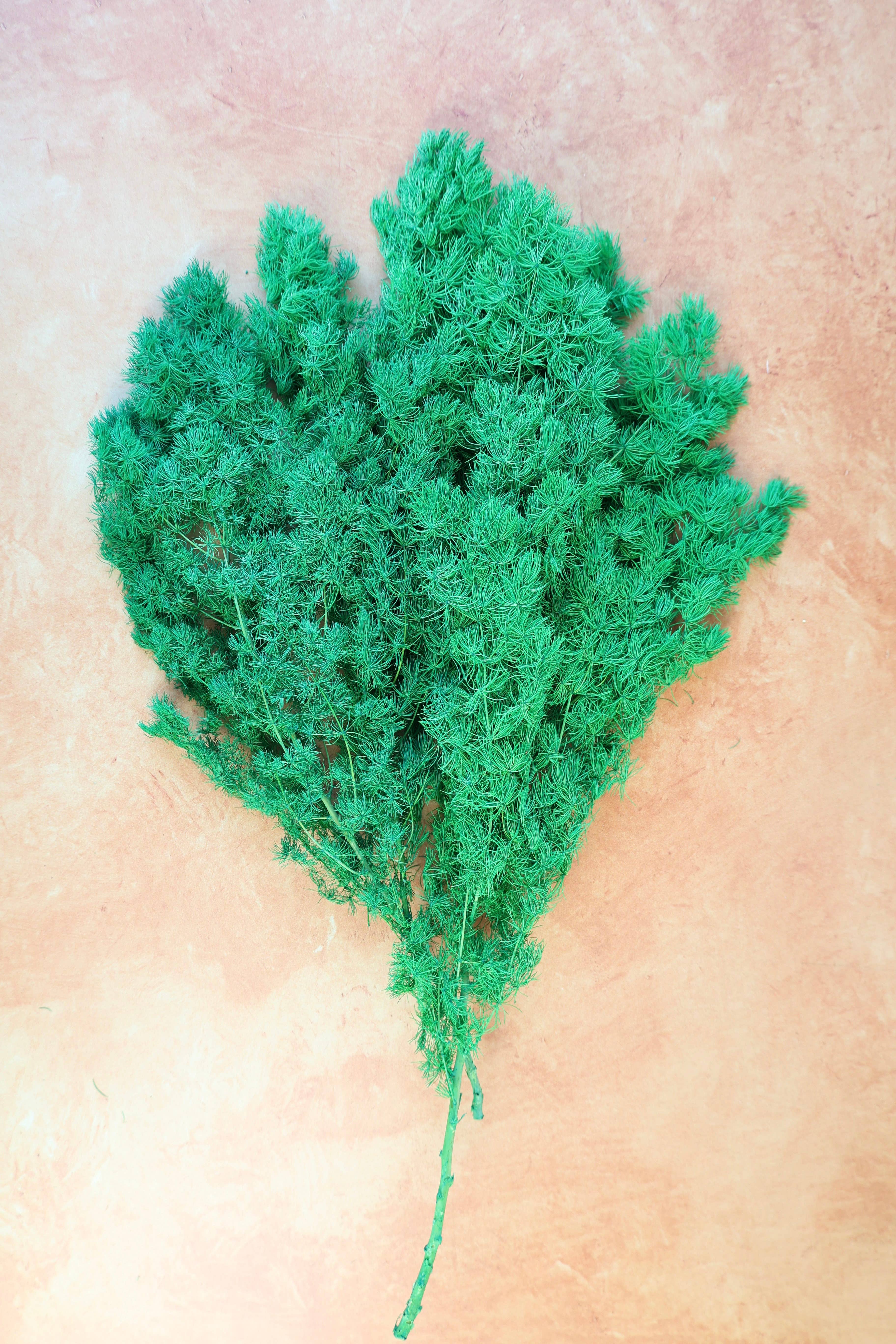 FlowerFantaSee - Wholesale Dried/Pressed Flowers - Preserved Ming Fern6