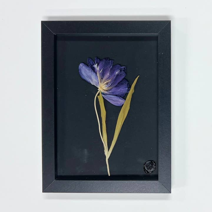 Tulips From Amsterdam Black for wholesale by Field of Hope