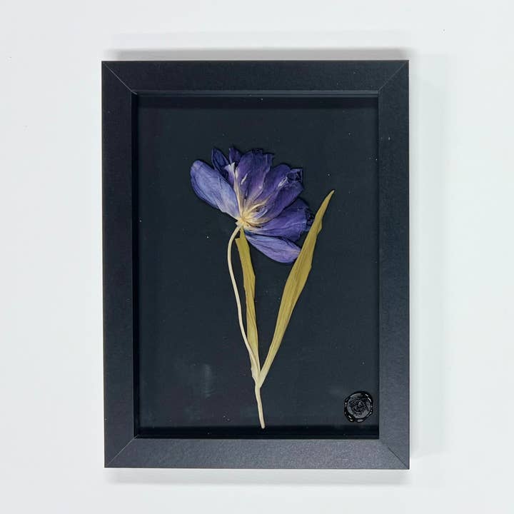 Tulips From Amsterdam Black for wholesale by Field of Hope
