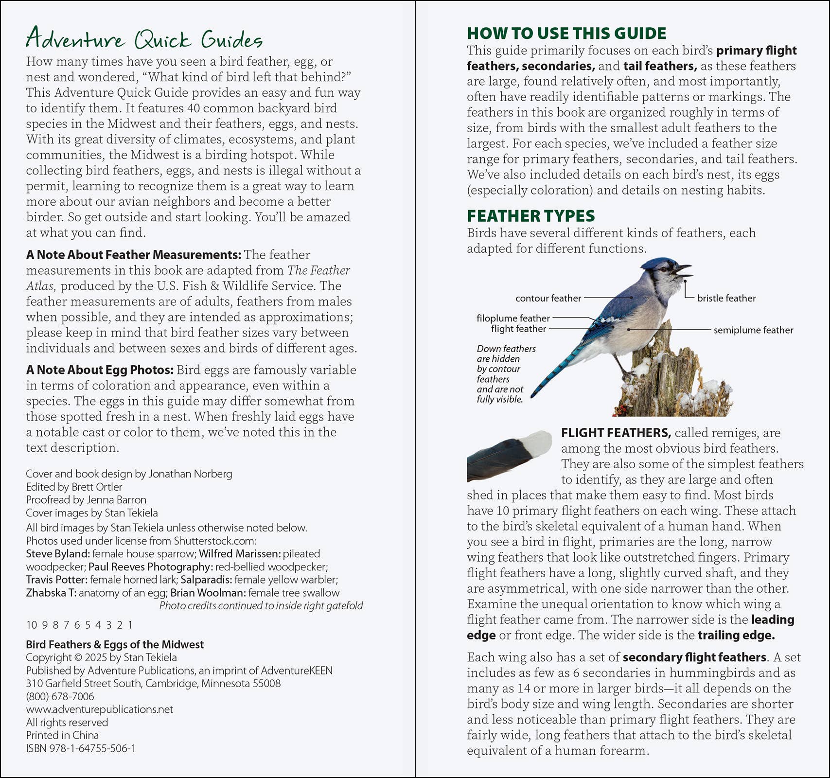 AdventureKEEN - Wholesale Nature & Outdoors - Bird Feathers & Eggs of the Midwest Quick Guide5