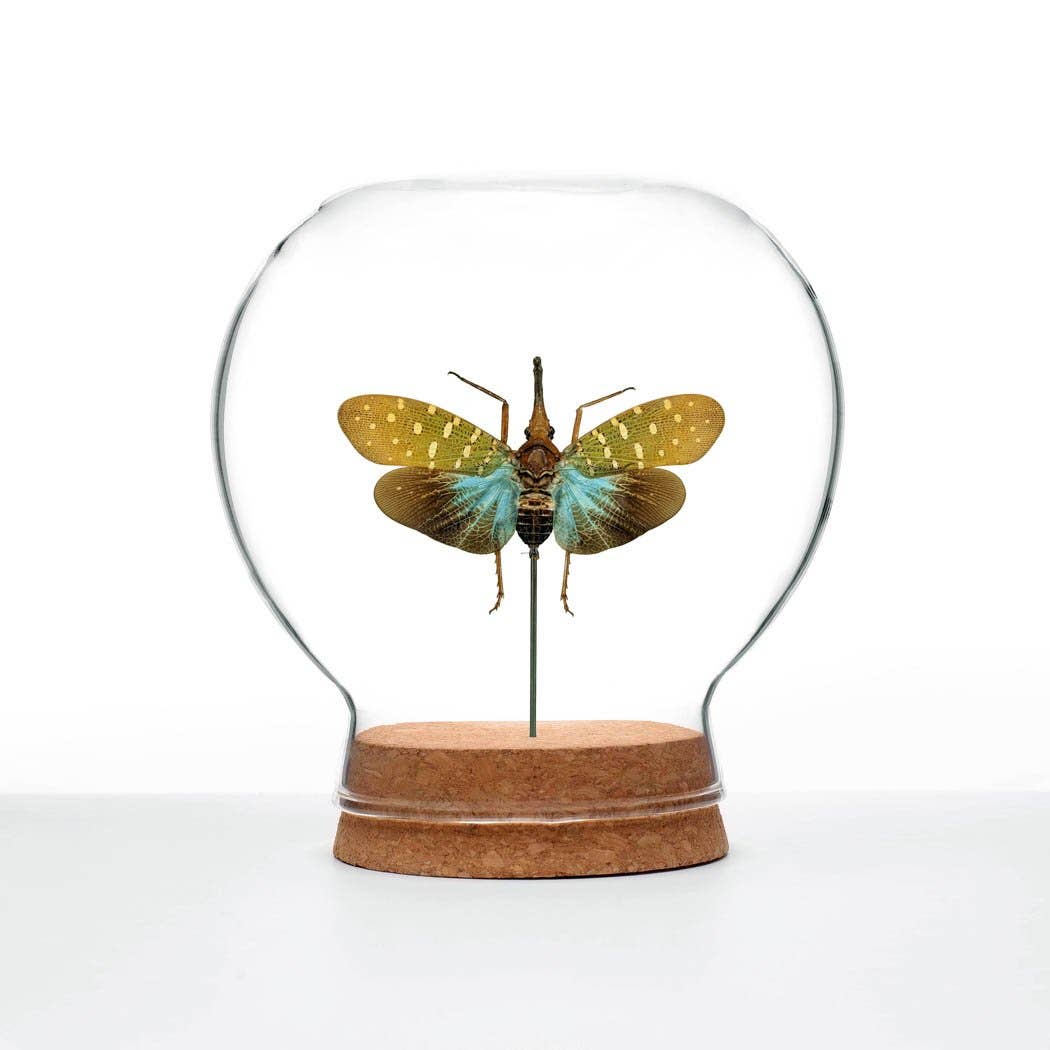 Green Beetle Shop - Wholesale Decorative Tabletop Object - Teal Lanternfly Globe