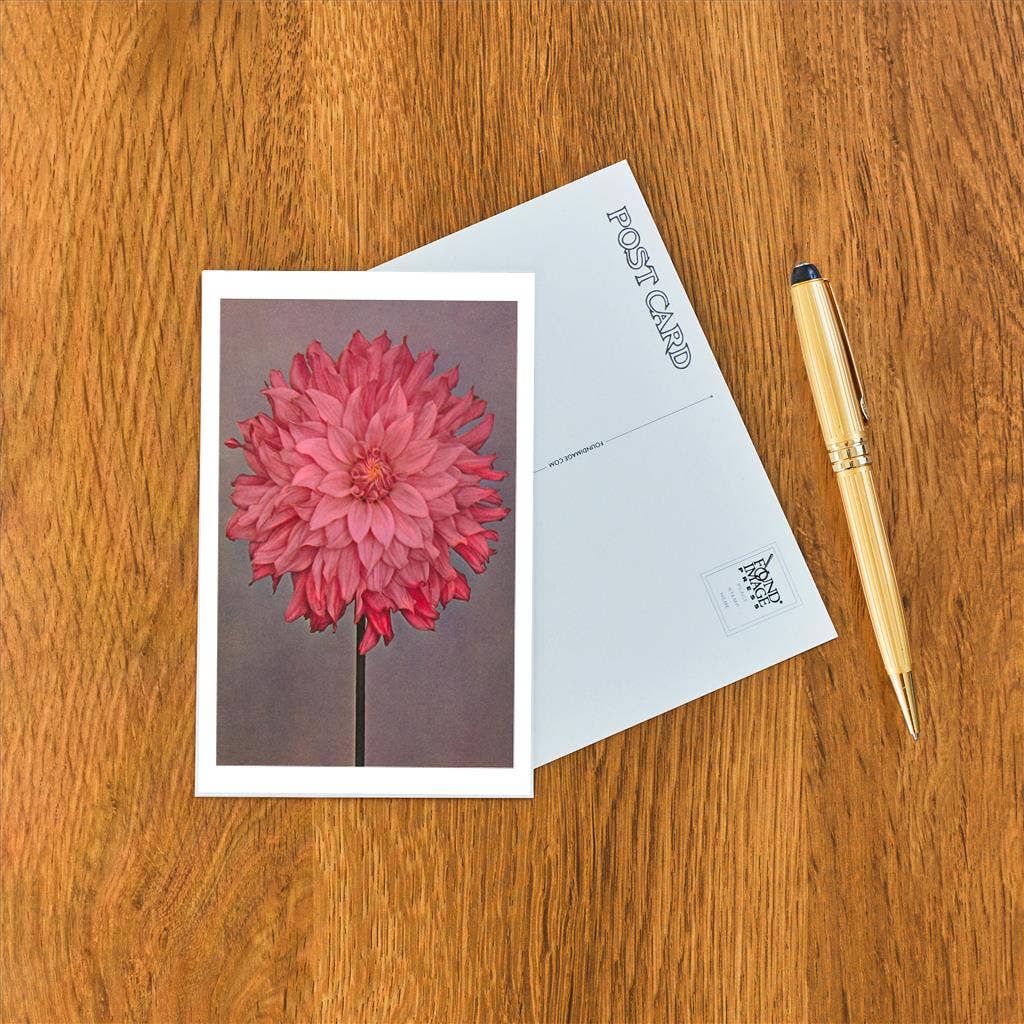 Found Image Press - Wholesale Postcard - Postcard FP-07 Pink Dahlia1