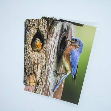 Wren - Wholesale Bookmark - Bluebird bookmark1