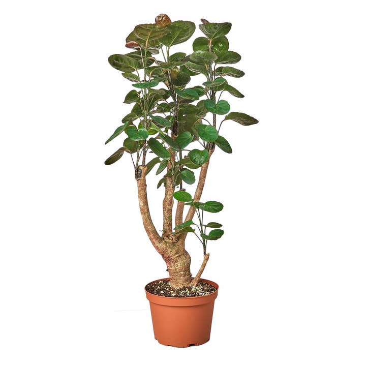 ARALIA FABIAN STUMP 6 Zoll für den Großhandel von House Plant Wholesale