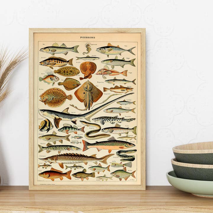 Swinford Designs - Wholesale Art Print - Vintage Fish Guide Art Print - Illustrated Chart Poissons B2
