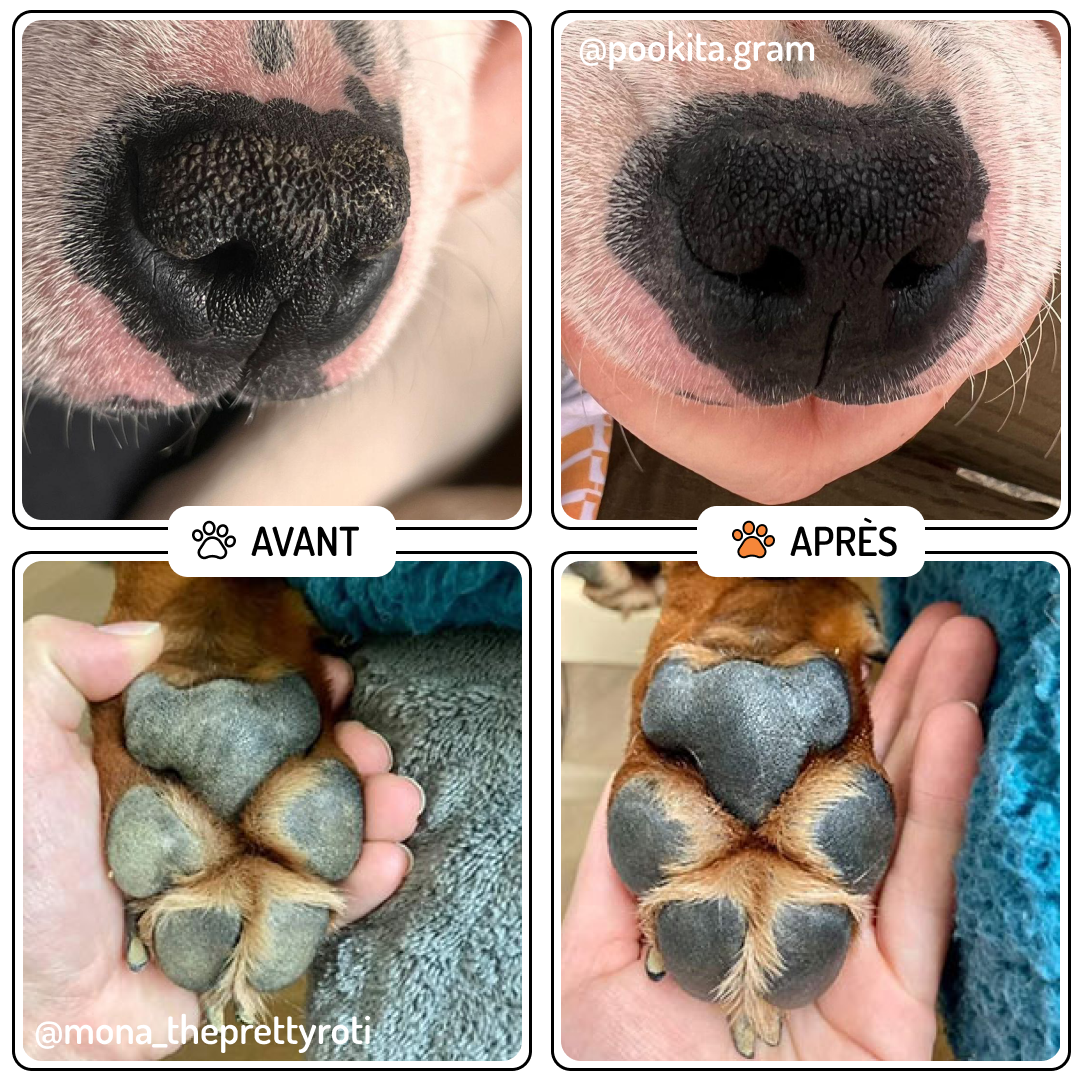 Truffe & Moustache - Wholesale Pet Balm - Dog - Truffle Balm & Pads for dogs & cats, “Velours”4