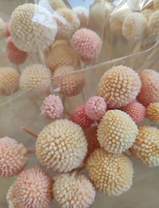 Kenty Home - Wholesale Dried/Pressed Flowers - Dried flower bouquet crespedia1