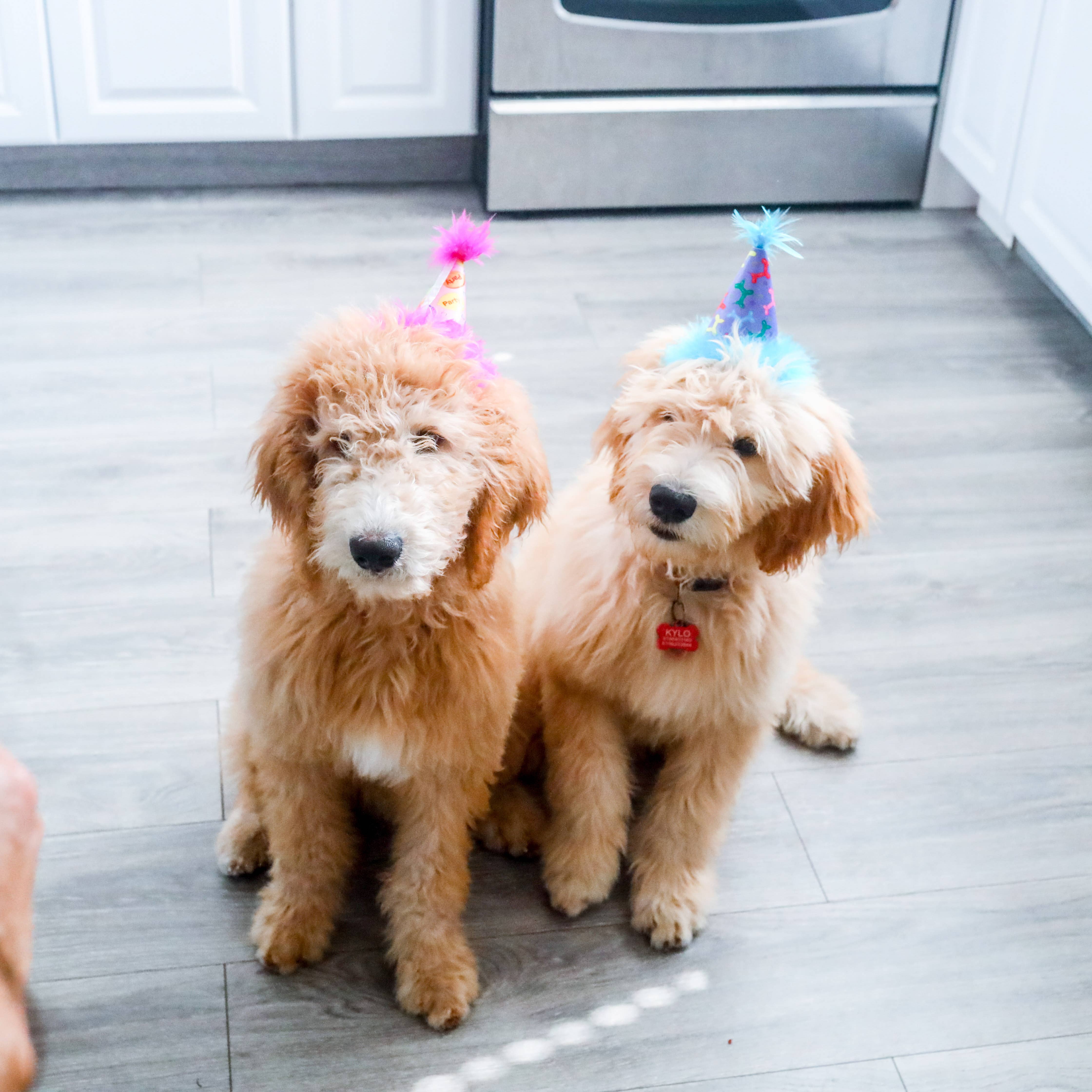 Huxley & Kent - Vente Chapeau – chien - Chapeau de fête rose Party Time avec SnugFit®6