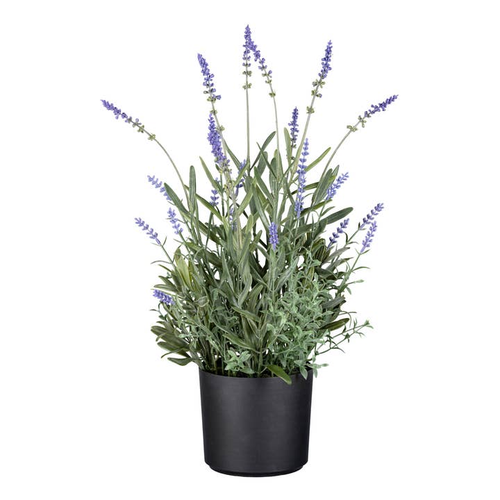 Lavender in plastic pot, 50 cm for wholesale by GASPER GmbH