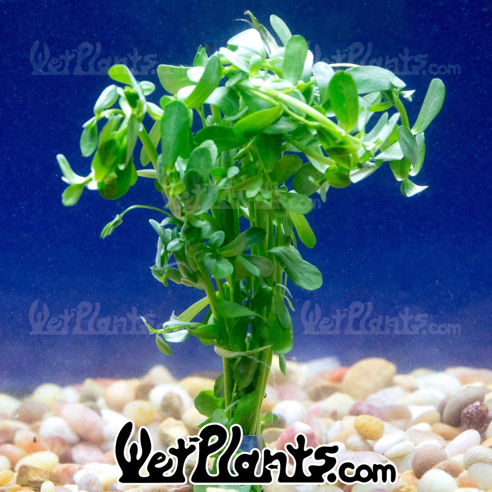 Wetplants - Wholesale Live Plant - Bacopa Monnieri 'Moneywort' Bunch1