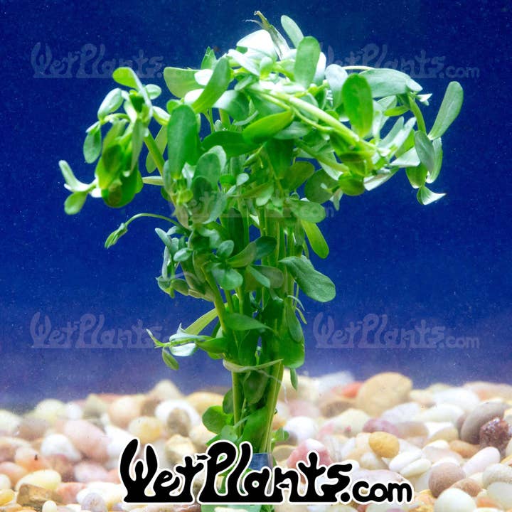 Wetplants - Wholesale Live Plant - Bacopa Monnieri 'Moneywort' Bunch1